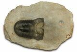 Morocconites Trilobite Fossil - Multi-Toned Shell Coloration #339444-5